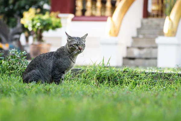 Tomado em Tailândia templo gato — Fotografia de Stock