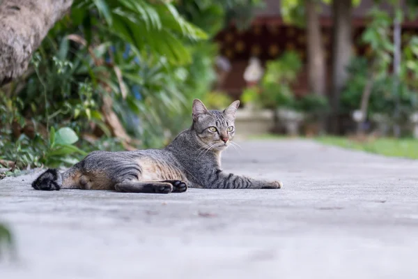 Tayland tapınak kedi alınan — Stok fotoğraf