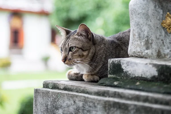 Tomado em Tailândia templo gato — Fotografia de Stock