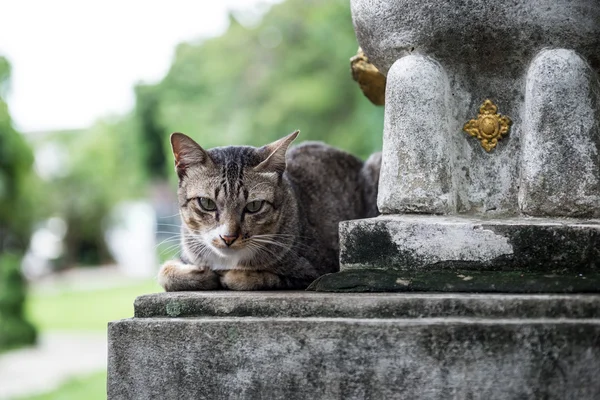 采取在泰国寺庙猫 — 图库照片