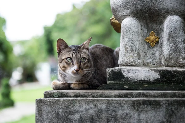 Tomado em Tailândia templo gato — Fotografia de Stock