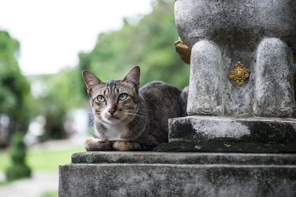 Genomen in Thailand tempel kat — Stockfoto