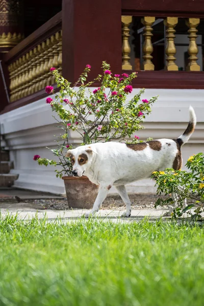 那条狗，采取在泰国的寺庙 — 图库照片