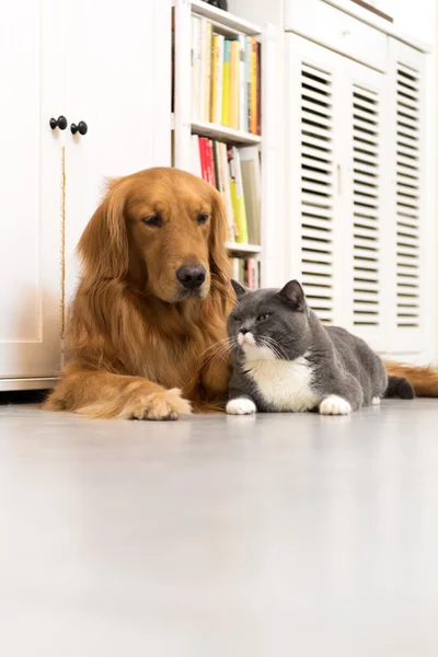 Golden Retriever ve British Shorthair — Stok fotoğraf