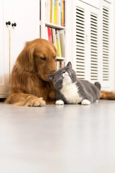 Golden Retriever i brytyjski skrót — Zdjęcie stockowe