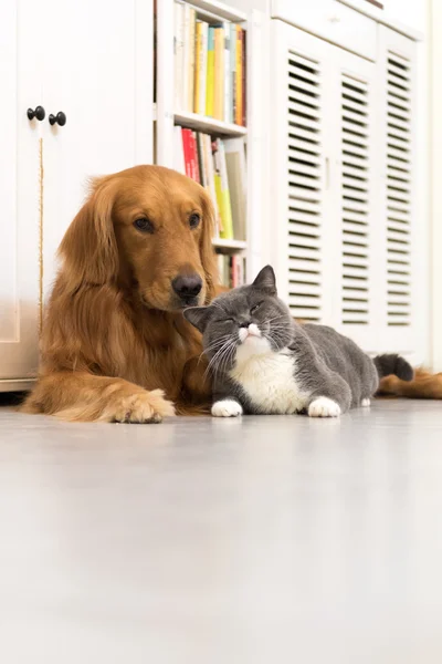 Golden Retriever e British Shorthair — Fotografia de Stock