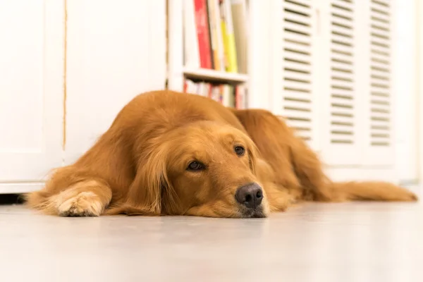 Golden retriever deitado no chão para dormir — Fotografia de Stock