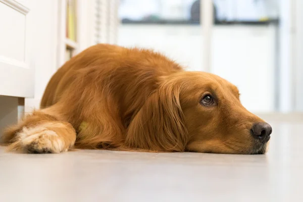 Golden retriever acostado en el suelo para dormir — Foto de Stock