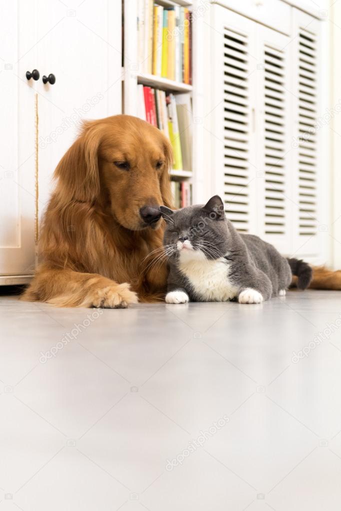 Golden Retriever And British Shorthair Stock Photo