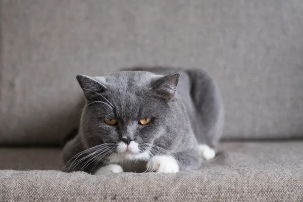 Den grå katten liggande på soffan — Stockfoto