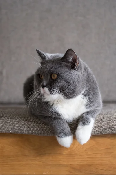 Den grå katten liggande på soffan — Stockfoto
