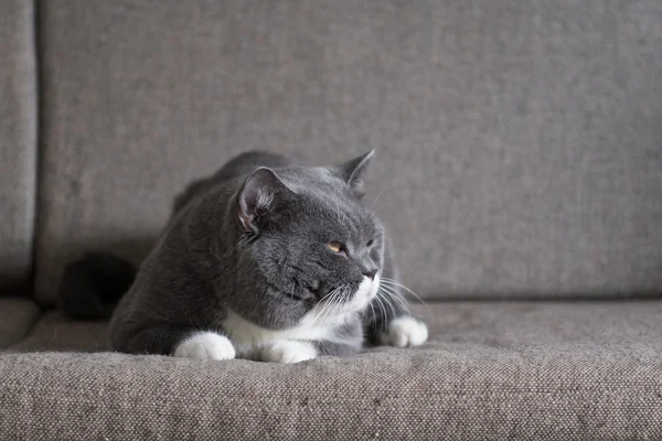 Kanepede yatan Gri kedi — Stok fotoğraf