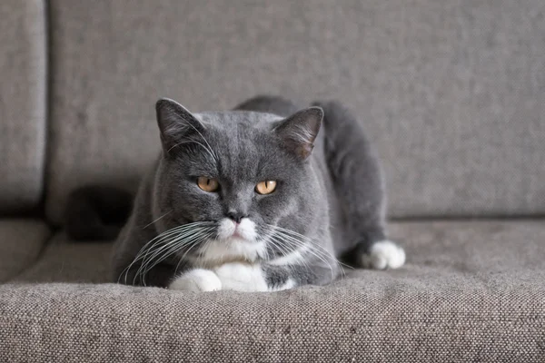 O gato cinza deitado no sofá — Fotografia de Stock