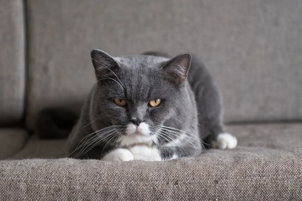 Kanepede yatan Gri kedi — Stok fotoğraf