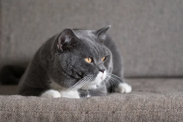 El gato gris acostado en el sofá —  Fotos de Stock