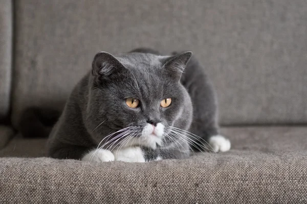 Den grå katten liggande på soffan — Stockfoto