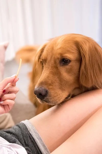 Golden retriever, tiro al bersaglio — Foto Stock