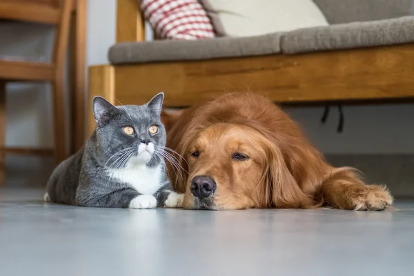 Golden Retriever ve British Shorthair — Stok fotoğraf