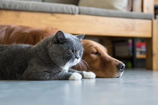 Golden Retriever et British Shorthair — Photo