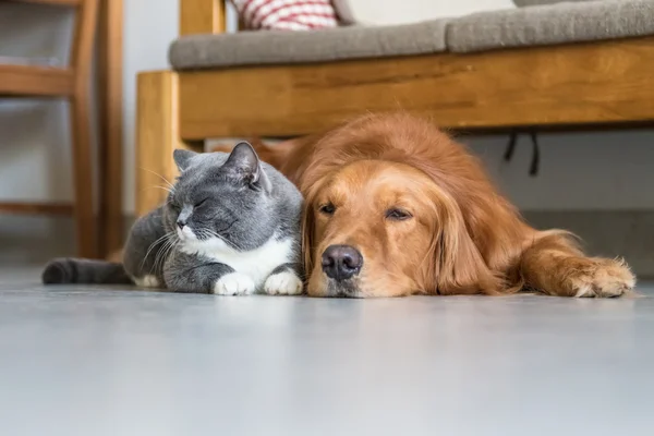 Golden Retriever e British Shorthair — Fotografia de Stock