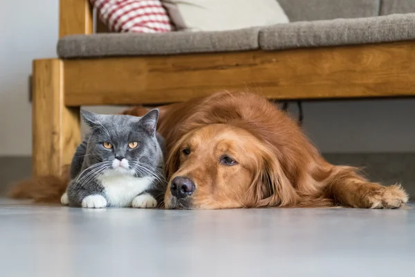 Golden Retriever y British Shorthair — Foto de Stock