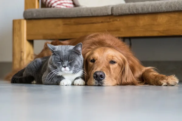 Golden Retriever e British Shorthair — Fotografia de Stock