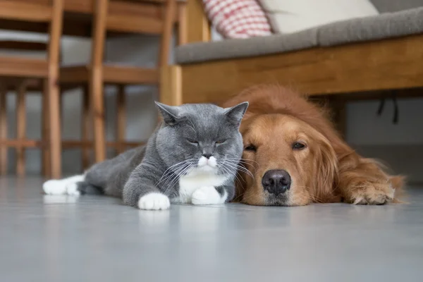 Golden Retriever and British Shorthair — Stock Photo, Image