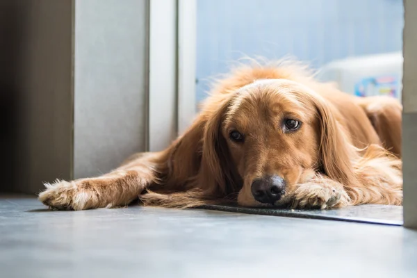 El Golden Retriever, rodaje en interiores — Foto de Stock