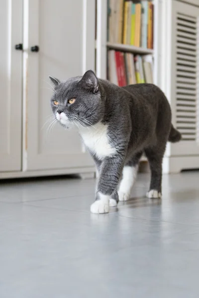 The British Shorthair, tiroteio interior — Fotografia de Stock