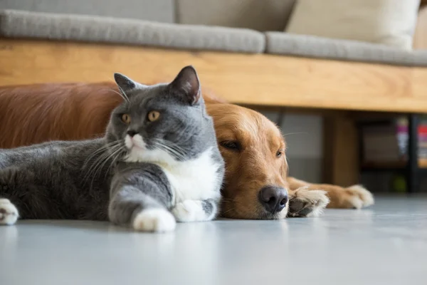 Golden Retriever et British Shorthair — Photo