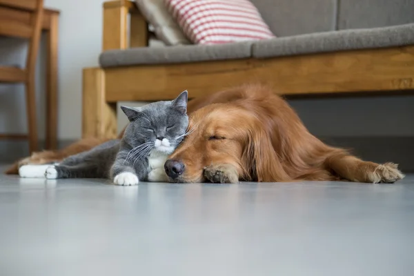 Golden Retriever e British Shorthair — Fotografia de Stock