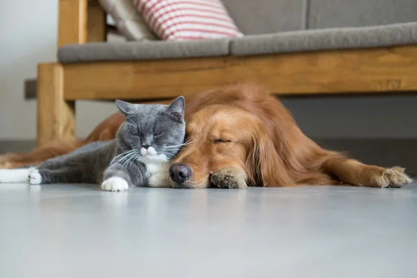 Golden Retriever e British Shorthair — Fotografia de Stock