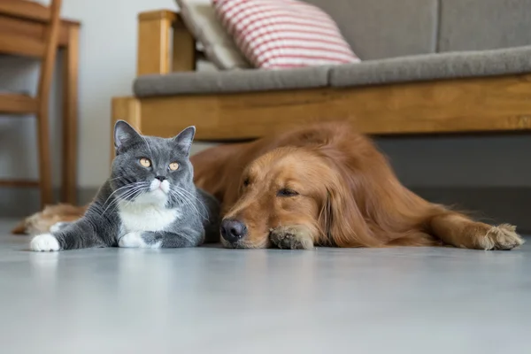 Golden Retriever ve British Shorthair — Stok fotoğraf