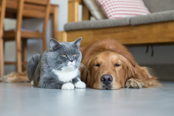 Golden Retriever και British Shorthair — Φωτογραφία Αρχείου