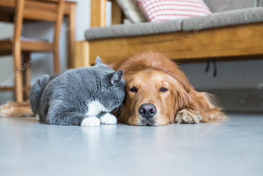 Golden Retriever And British Shorthair Stock Photo