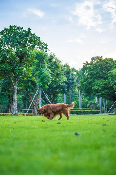 O golden retriever na grama — Fotografia de Stock