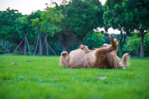 O golden retriever na grama — Fotografia de Stock