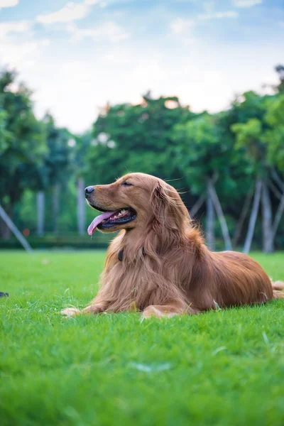 De gouden retriever op het gras — Stockfoto