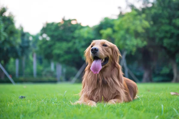 The golden retriever on the grass — Stock Photo, Image