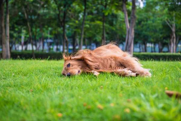 El golden retriever en la hierba — Foto de Stock