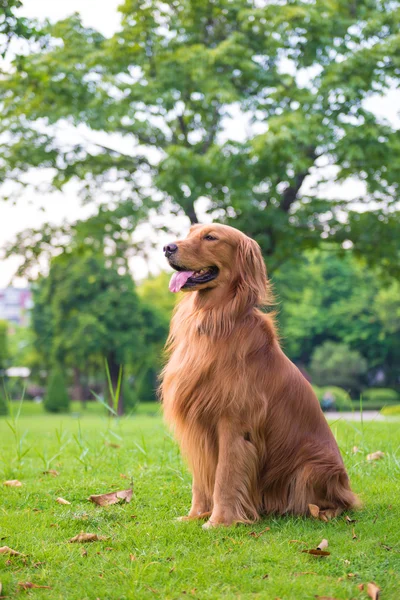 The golden retriever on the grass — Stock Photo, Image