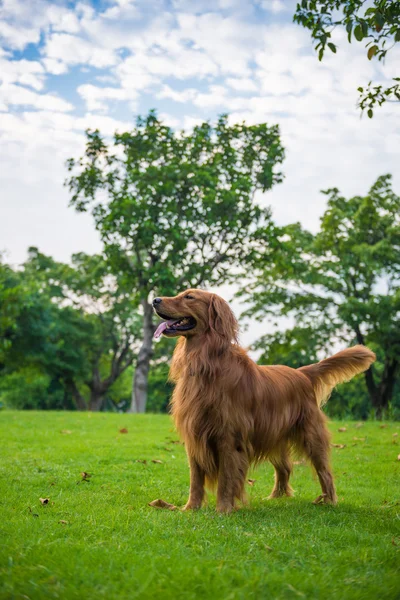 The golden retriever on the grass — Stock Photo, Image