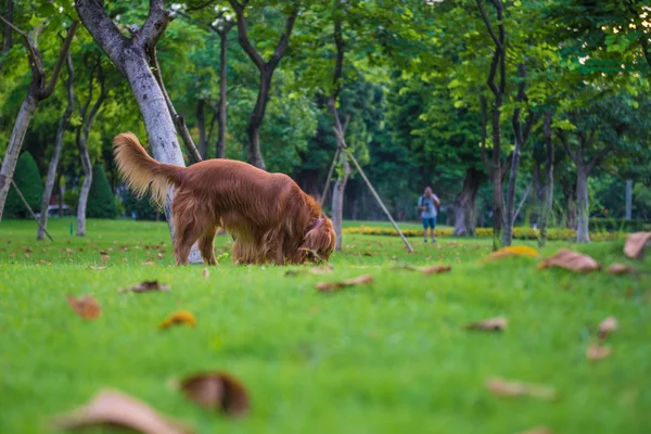 O golden retriever na grama — Fotografia de Stock