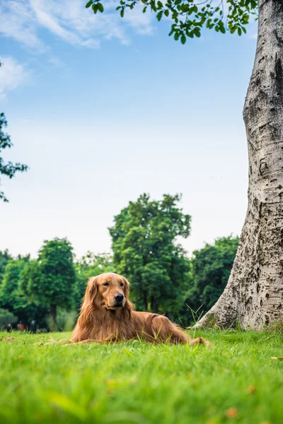 Il golden retriever sull'erba — Foto Stock