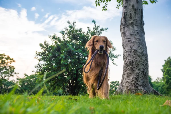 Golden retriever na trawie — Zdjęcie stockowe