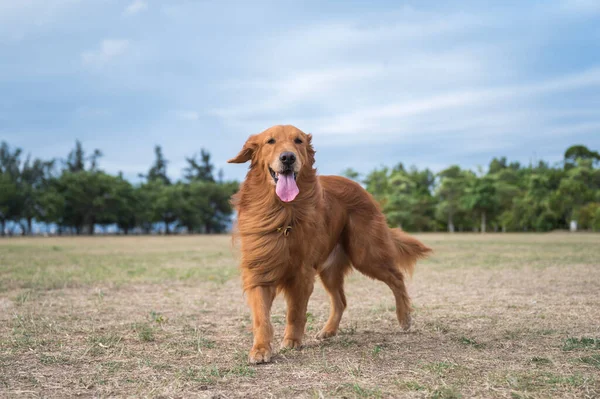 Golden Retriever Περπάτημα Στο Γρασίδι — Φωτογραφία Αρχείου