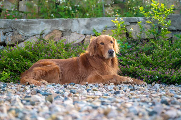 Golden Retriever Yerde Yatıyor Açık Hava Atışı — Stok fotoğraf