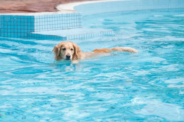 Golden Retriever Zwemmen Het Zwembad — Stockfoto