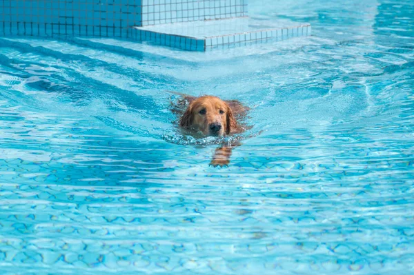 Golden Retriever Plavání Bazénu — Stock fotografie