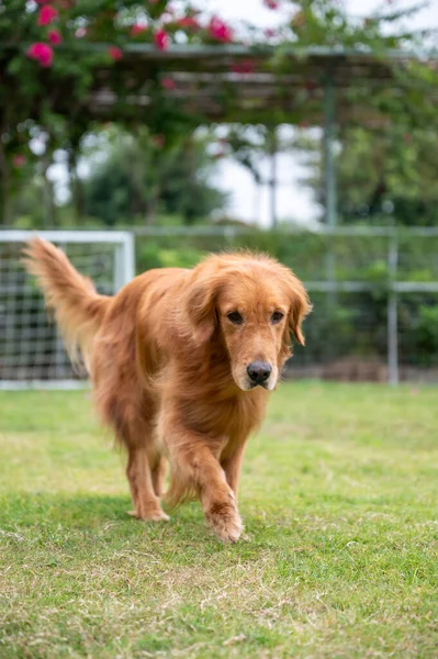 Golden Retriever Παίζει Στο Γρασίδι — Φωτογραφία Αρχείου